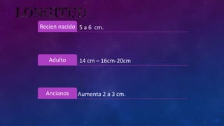 5 a 6 cm.
Recien nacido
14 cm – 16cm-20cm
Adulto
Aumenta 2 a 3 cm.
Ancianos
 