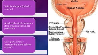 Saliente alargado (coliculo
seminal).
Al lado del coliculo seminal y
de la cresta uretral: Senos
prostaticos
En su parte inferior
aparecen fibras del esfinter
externo.
 