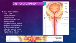 Porción membranosa:
• Mide 1-2cm
• 2.5cm por detrás
sínfisis púbica.
• Rodeada esfínter uretra x
debajo de este.
• Se extiende hacia abajo y
adelante, desde el vértice
de la próstata hacia el
bulbo del pene (a través
del diafragma Pélvico y el
esfínter de la uretra).
URETRA MEMBRANOSA
 