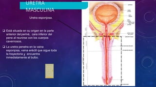 URETRA
MASCULINA
•
 Está situada en su origen en la parte
anterior del periné, cara inferior del
pene al reunirse con los cuerpos
cavernosos.
 La uretra penetra en la vaina
esponjosa, vaina eréctil que sigue toda
la trayectoria y encuentra
inmediatamente al bulbo.
Uretra esponjosa.
 