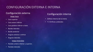 CONFIGURACIÓN EXTERNA E INTERNA
Configuración externa
Vejiga Vacía
• Cara superior
• Cara antero inferior
• Cara postero inferior o base
• Bordes laterales
• Borde posterior
• Angulo anterior o vértice
• Ángulos laterales
Vejiga Distendida
• Paredes antero inferior y superior.
• Paredes laterales
Configuración interna
• Orificio interno de la Uretra
• Y 2 Orificios ureterales
 
