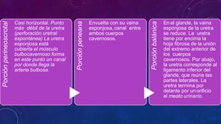 Porción
perineoscrotal
Casi horizontal. Punto
más débil de la uretra
(perforación uretral
espontánea) La uretra
esponjosa está
cubierta el músculo
bulbocavernoso forma
en este punto un canal
por donde llega la
arteria bulbosa.
Porción
peneana
Envuelta con su vaina
esponjosa, canal entre
ambos cuerpos
cavernosos.
Porción
balánica
En el glande, la vaina
esponjosa de la uretra
se reduce. La uretra
tiene por encima la
hoja fibrosa de la unión
del extremo anterior de
los cuerpos
cavernosos. Por abajo,
la uretra corresponde al
ligamento inferior del
glande, que reúne las
partes laterales. La
uretra termina por
delante por un orificio
el meato urinario.
 