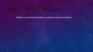 Arterias. Las arterias destinadas a la uretra de diversosorígenes:
 