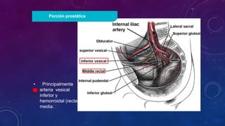 • Principalmente
arteria vesical
inferior y
hemorroidal (rectal)
media.
Porción prostática
 
