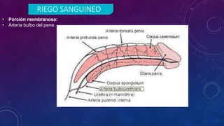 RIEGO SANGUINEO
• Porción membranosa:
• Arteria bulbo del pene.
 