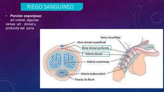 RIEGO SANGUINEO
• Porción esponjosa:
art uretral, algunas
ramas art dorsal y
profunda del pene
 