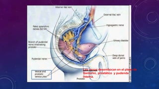 Las venas desembocan en el plexo de
Santorini, prostático y pudenda
interna.
 