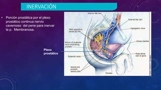 INERVACIÓN
• Porción prostática por el plexo
prostático continua nervio
cavernoso del pene para inervar
la p. Membranosa.
Plexo
prostático
 