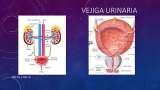 VEJIGA URINARIA
300 ml a 500 mi
 