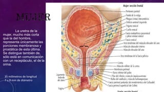 La uretra de la
mujer, mucho más corta
que la del hombre,
representa únicamente las
porciones membranosa y
prostática de esta última.
Se distingue también de,
sólo está en comunicación
con un receptáculo, el de la
orina.
35 milímetros de longitud
7 u 8 mm de diámetro
 
