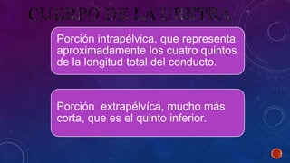Porción intrapélvica, que representa
aproximadamente los cuatro quintos
de la longitud total del conducto.
Porción extrapélvíca, mucho más
corta, que es el quinto inferior.
 