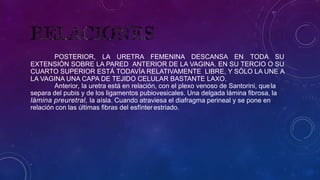 POSTERIOR, LA URETRA FEMENINA DESCANSA EN TODA SU
EXTENSIÓN SOBRE LA PARED ANTERIOR DE LA VAGINA. EN SU TERCIO O SU
CUARTO SUPERIOR ESTÁ TODAVÍA RELATIVAMENTE LIBRE, Y SÓLO LA UNE A
LA VAGINA UNA CAPA DE TEJIDO CELULAR BASTANTE LAXO.
Anterior, la uretra está en relación, con el plexo venoso de Santorini, quela
separa del pubis y de los ligamentos pubiovesicales. Una delgada lámina fibrosa, la
lámina preuretral, la aísla. Cuando atraviesa el diafragma perineal y se pone en
relación con las últimas fibras del esfínter estriado.
 