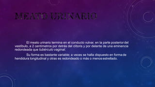 El meato urinario termina en el conducto vulvar, en la parte posteriordel
vestíbulo, a 2 centímetros por detrás del clítoris y por delante de una eminencia
redondeada que tubérculo vaginal.
Su forma es bastante variable; a veces se halla dispuesto en formade
hendidura longitudinal y otras es redondeado o más o menosestrellado.
 