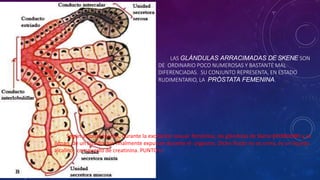 LAS GLÁNDULAS ARRACIMADAS DE SKENE SON
DE ORDINARIO POCO NUMEROSAS Y BASTANTE MAL
DIFERENCIADAS. SU CONJUNTO REPRESENTA, EN ESTADO
RUDIMENTARIO, LA PRÓSTATA FEMENINA.
• Según algunas teorías, durante la excitación sexual femenina, las glándulas de Skene producen y se
llenan de un líquido que finalmente expulsan durante el orgasmo. Dicho fluido no es orina, es un líquido
alcalino, compuesto de creatinina. PUNTO U.
 