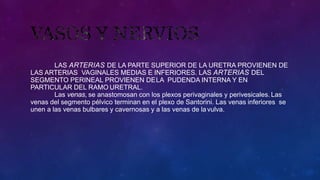 LAS ARTERIAS DE LA PARTE SUPERIOR DE LA URETRA PROVIENEN DE
LAS ARTERIAS VAGINALES MEDIAS E INFERIORES. LAS ARTERIAS DEL
SEGMENTO PERINEAL PROVIENEN DELA PUDENDA INTERNA Y EN
PARTICULAR DEL RAMO URETRAL.
Las venas, se anastomosan con los plexos perivaginales y perivesicales. Las
venas del segmento pélvico terminan en el plexo de Santorini. Las venas inferiores se
unen a las venas bulbares y cavernosas y a las venas de la vulva.
 