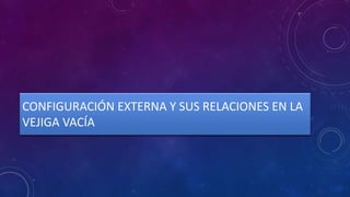CONFIGURACIÓN EXTERNA Y SUS RELACIONES EN LA
VEJIGA VACÍA
 