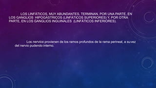 LOS LINFÁTICOS, MUY ABUNDANTES, TERMINAN, POR UNA PARTE, EN
LOS GANGLIOS HIPOGÁSTRICOS (LINFÁTICOS SUPERIORES) Y, POR OTRA
PARTE, EN LOS GANGLIOS INGUINALES (LINFÁTICOS INFERIORES).
Los nervios provienen de los ramos profundos de la rama perineal, a suvez
del nervio pudendo interno.
 