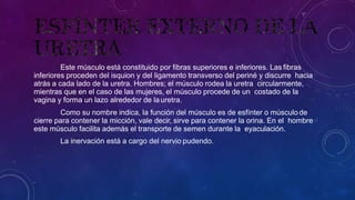 Este músculo está constituido por fibras superiores e inferiores. Las fibras
inferiores proceden del isquion y del ligamento transverso del periné y discurre hacia
atrás a cada lado de la uretra. Hombres; el músculo rodea la uretra circularmente,
mientras que en el caso de las mujeres, el músculo procede de un costado de la
vagina y forma un lazo alrededor de lauretra.
Como su nombre indica, la función del músculo es de esfínter o músculo de
cierre para contener la micción, vale decir, sirve para contener la orina. En el hombre
este músculo facilita además el transporte de semen durante la eyaculación.
La inervación está a cargo del nervio pudendo.
 
