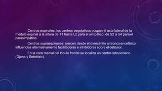 Centros espinales: los centros vegetativos ocupan el asta lateral de la
médula espinal a la altura de T1 hasta L2 para el simpático; de S2 a S4 parael
parasimpático.
Centros supraespinales: ejercen desde el díencéfalo al tronco encefálico
influencias alternativamente facilitadoras e inhibidoras sobre el detrusor.
En la cara medial del lóbulo frontal se localiza un centro detrusoriano
(Gjone y Setekleiv).
 