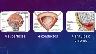 4 superficies 4 conductos 4 ángulos o
uniones
 