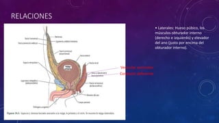 RELACIONES
• Laterales: Hueso púbico, los
músculos obturador interno
(derecho e izquierdo) y elevador
del ano (justo por encima del
obturador interno).
Vesículas seminales
Conducto deferente
 