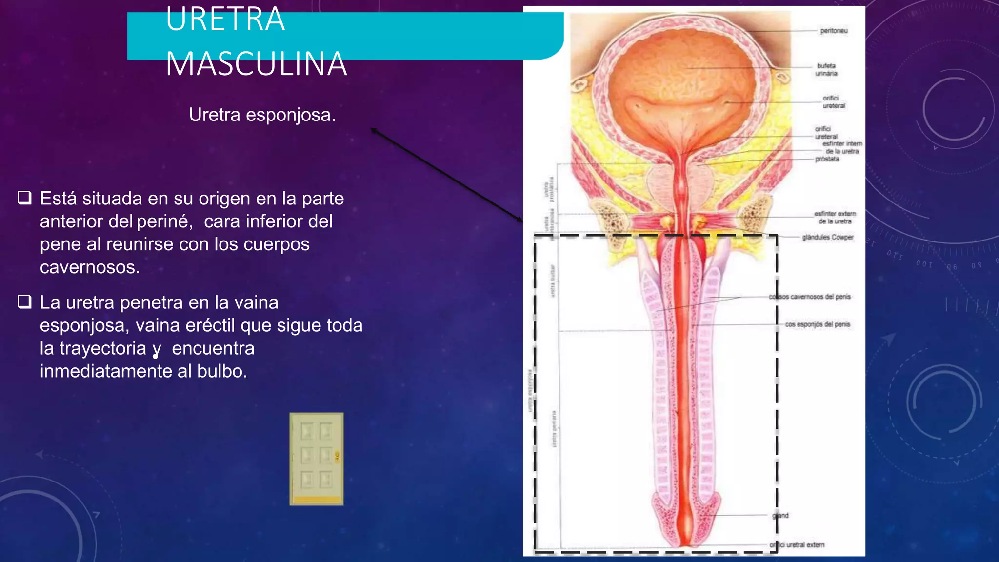 anatom-a-vejiga-y-uretra-presentar-pptx