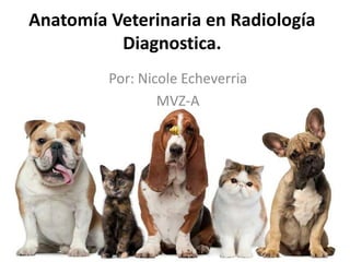 Anatomía Veterinaria en Radiología
Diagnostica.
Por: Nicole Echeverria
MVZ-A
 