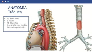 ANATOMÍA
Tráquea
• Va de C6 a D6
• 9-15 cm
• 15-20 anillos
• Une a la laringe con los
bronquios principales
 