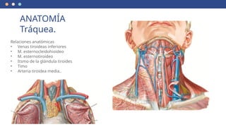 Relaciones anatómicas
• Venas tiroideas inferiores
• M. esternocleidohioideo
• M. esternotiroideo
• Itsmo de la glándula tiroides
• Timo
• Arteria tiroidea media..
ANATOMÍA
Tráquea.
 