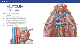 ANATOMÍA
Tráquea
Relaciones anatómicas
• Esófago
• N. laríngeos recurrentes
• Lóbulos de la glándula tiroides
• Tronco arterial braquiocefálico
• Vena braquiocefálica izquierda
• Arterias carótidas primitivas
• Cayado de la aorta
 