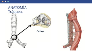 Carina
ANATOMÍA
Tráquea.
 