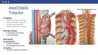 ANATOMÍA
Tráquea
Irrigación
• Arteria tiroidea inferior
• Arteria tiroidea superior
• Arterias bronquiales
• Arteria mamaria interna
Drenaje venoso
• V. tiroideas inferiores
• V. bronquiales
Inervación
Parasimpática
• Troncos vagales
• N. laríngeo recurrente
Simpática
• Tronco simpático torácico
 