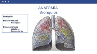 ANATOMÍA
Bronquios
Bronquios:
Extrapulmonares
• Principales
Intrapulmonares
• Lobulares
• Segmentarios
 