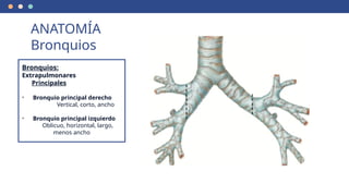 Bronquios:
Extrapulmonares
Principales
• Bronquio principal derecho
Vertical, corto, ancho
• Bronquio principal izquierdo
Oblicuo, horizontal, largo,
menos ancho
ANATOMÍA
Bronquios
 
