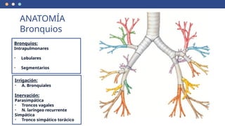 Bronquios:
Intrapulmonares
• Lobulares
• Segmentarios
ANATOMÍA
Bronquios
Irrigación:
• A. Bronquiales
Inervación:
Parasimpática
• Troncos vagales
• N. laríngeo recurrente
Simpática
• Tronco simpático torácico
 