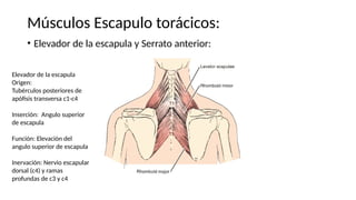 • Elevador de la escapula y Serrato anterior:
Músculos Escapulo torácicos:
Elevador de la escapula
Origen:
Tubérculos posteriores de
apófisis transversa c1-c4
Inserción: Angulo superior
de escapula
Función: Elevación del
angulo superior de escapula
Inervación: Nervio escapular
dorsal (c4) y ramas
profundas de c3 y c4
 