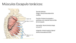 Serrato Anterior:
Origen: Pared Anterolateral de
costillas
Función: Protrae la escapula y
participa en la rotación hacia arriba
de la escapula
Inervación: Nervio torácico largo
(c5,c6,c7)
Irrigación: Arteria torácica lateral
Arteria toracodorsal (50%)
 