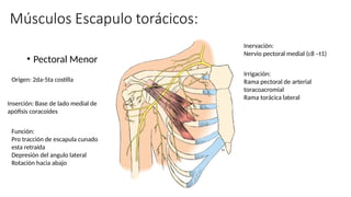• Pectoral Menor
Origen: 2da-5ta costilla
Inserción: Base de lado medial de
apófisis coracoides
Función:
Pro tracción de escapula cunado
esta retraída
Depresión del angulo lateral
Rotación hacia abajo
Inervación:
Nervio pectoral medial (c8 –t1)
Irrigación:
Rama pectoral de arterial
toracoacromial
Rama torácica lateral
 
