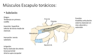 • Subclavio:
Origen:
Tendinoso en primera
costilla
Inserción: Superficie
inferior de tercio medio de
clavícula
Inervación: nervio
subclavio
Irrigación:
Rama clavicular de arteria
toracoacromial
Arteria supra escapular
Función:
Estabiliza articulación
esterno clavicular en
mov aducción y
extensión
 