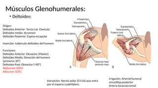 Músculos Glenohumerales:
• Deltoides:
Origen:
Deltoides Anterior: Tercio Lat. Clavícula
Deltoides medio: Acromion
Deltoides Posterior: Espina escapular
Inserción: tubérculo deltoideo del humero
Funciones:
Deltoides Anterior: Elevacion (Flexion)
Deltoides Medio: Elevación del humero
(primeros 30º)
Deltoides Post: Elevacion (>90º)
Abduccion (60%)
Aduccion (12%)
Inervación: Nervio axilar (C5-C6) que entra
por el espacio cuadrilátero.
Irrigación: Arterial humeral
circunfleja posterior
Arteria toracoacromial
 