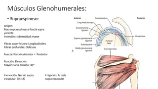 • Supraespinoso:
Origen:
Fosa supraespinosa y fascia supra
yacente
Inserción: tuberosidad mayor
Fibras superficiales: Longitudinales
Fibras profundas: Oblicuas
Fuerza: Porción Anterior > Posterior
Función: Elevación
Mayor curva tensión :30º
Inervación: Nervio supra
escapular (c5-c6)
Irrigación: Arteria
supra escapular
 