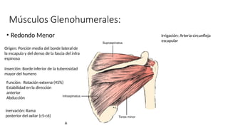 • Redondo Menor
Origen: Porción media del borde lateral de
la escapula y del denso de la fascia del infra
espinoso
Inserción: Borde inferior de la tuberosidad
mayor del humero
Función: Rotación externa (45%)
Estabilidad en la dirección
anterior
Abducción
Inervación: Rama
posterior del axilar (c5-c6)
Irrigación: Arteria circunfleja
escapular
 
