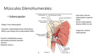 • Subescapular:
Origen: Fosa subescapular
Inserción: Tuberosidad menor del humero
(60%) y por debajo de la tuberosidad (40%)
Función: Estabilizador pasivo
del hombro previene luxación
anterior
Rotación interna
Inervacion: Nervio
subescapular superior
(50%)
Nervio subescapular
inferior (20%) (c5-c6)
Irrigaccion: Arteria
subescapular
 