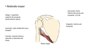 • Redondo mayor
Origen: Superficie
superior de escapula ,
borde inferior lateral
Inserción: Lado medial del surco
bicipital
Función: rotación interna ,
aducción y extensión del
brazo
Inervación: Parte
inferior del nervio sub
escapular (c5-c6)
Irrigación: Arteria sub
escapular
 