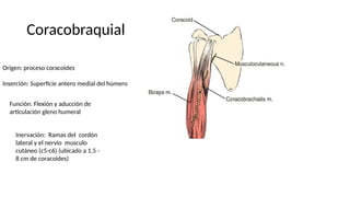 Coracobraquial
Origen: proceso coracoides
Inserción: Superficie antero medial del húmero
Función: Flexión y aducción de
articulación gleno humeral
Inervación: Ramas del cordón
lateral y el nervio musculo
cutáneo (c5-c6) (ubicado a 1.5 -
8 cm de coracoides)
 