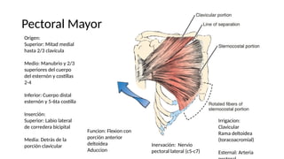 Pectoral Mayor
Origen:
Superior: Mitad medial
hasta 2/3 clavícula
Medio: Manubrio y 2/3
superiores del cuerpo
del esternón y costillas
2-4
Inferior: Cuerpo distal
esternón y 5-6ta costilla
Inserción:
Superior: Labio lateral
de corredera bicipital
Media: Detrás de la
porción clavicular
Funcion: Flexion con
porción anterior
deltoidea
Aduccion
Inervación: Nervio
pectoral lateral (c5-c7)
Irrigacion:
Clavicular
Rama deltoidea
(toracoacromial)
Esternal: Arteria
 