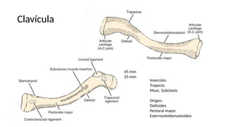 Clavícula
45 mm
25 mm
Inserción:
Trapecio
Musc. Subclavio
Origen:
Deltoides
Pectoral mayor
Esternocleidomastoideo
 