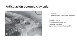 Articulación acromio clavicular
Irrigación:
Arteria acromial (rama arteria deltoidea)
Estabilidad vertical:
Lig. Coracoclaviculares (77%)
Estabilidad anteropost:
Ligamentos acromio claviculares (90%)
 