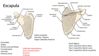 Escapula
Coracoides:
Origen:
Porción corta del bíceps
Coracobraquial
Inserción:
Pectoral menor
Espina escapular:
Inserción: Trapecio
Origen: Deltoides Posterior
Salida del supraespinoso:
(arco coracoacromial +
humero)
9-10 mm
Clasif. Bigliani:
Tipo1: Superficie inferior plana
Tipo 2: Superficie inferior curva
Tipo 3: Superficie inferior en gancho
 