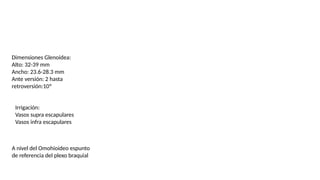 Dimensiones Glenoidea:
Alto: 32-39 mm
Ancho: 23.6-28.3 mm
Ante versión: 2 hasta
retroversión:10º
Irrigación:
Vasos supra escapulares
Vasos infra escapulares
A nivel del Omohioideo espunto
de referencia del plexo braquial
 